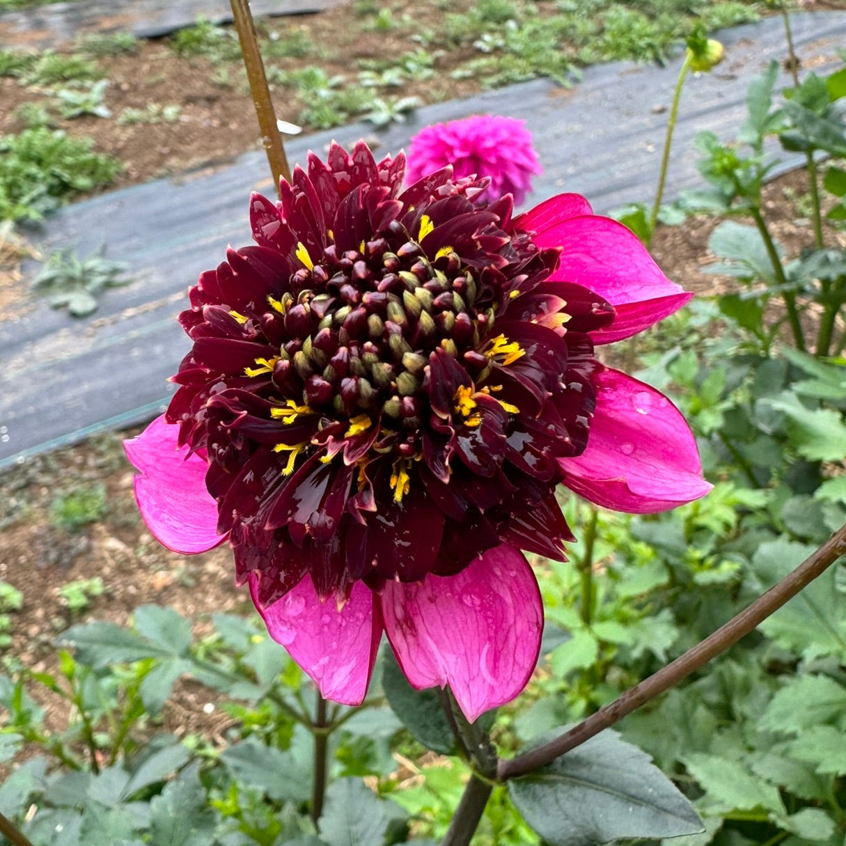 Aubergine