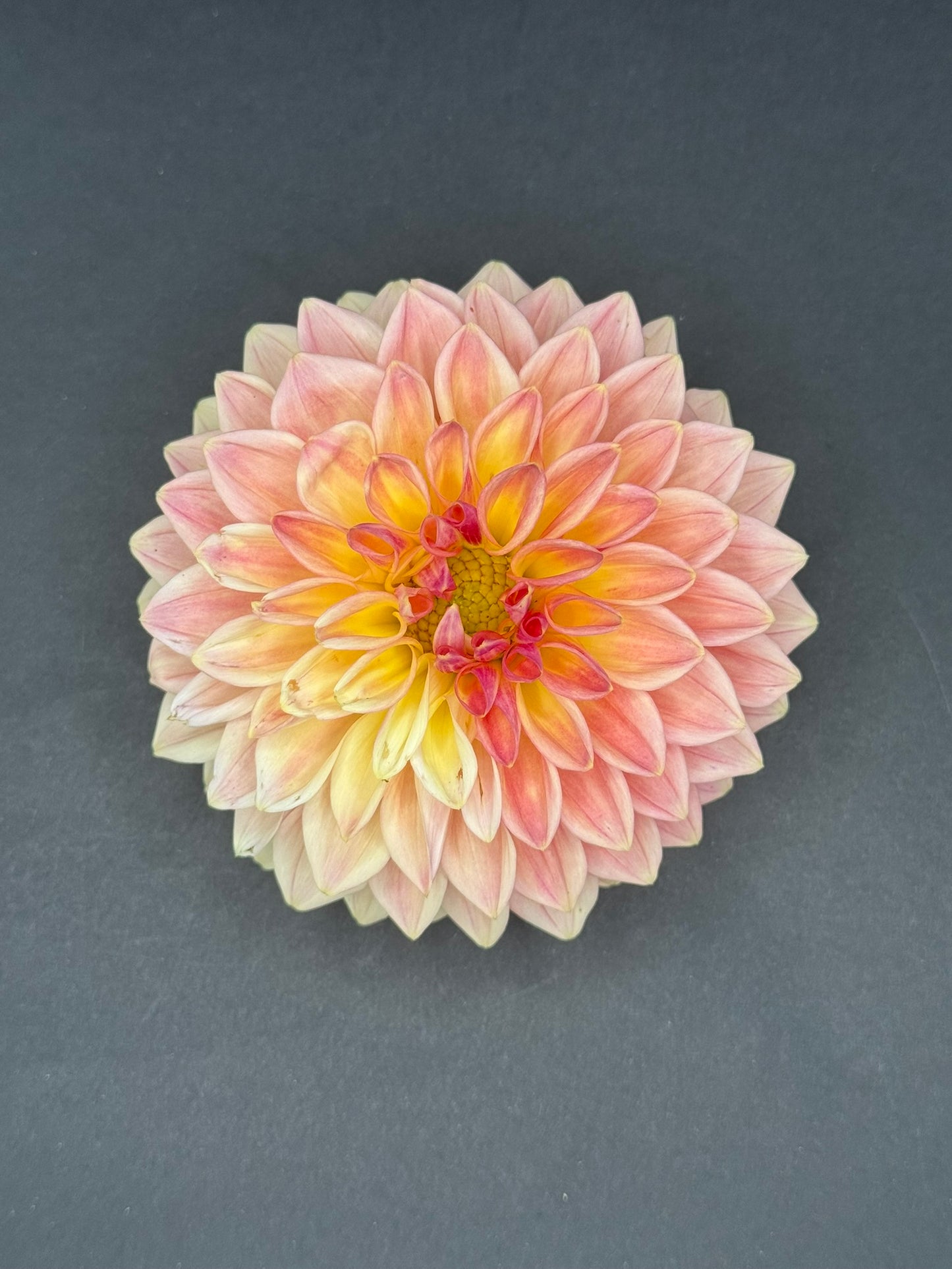 Bloomquist Blush