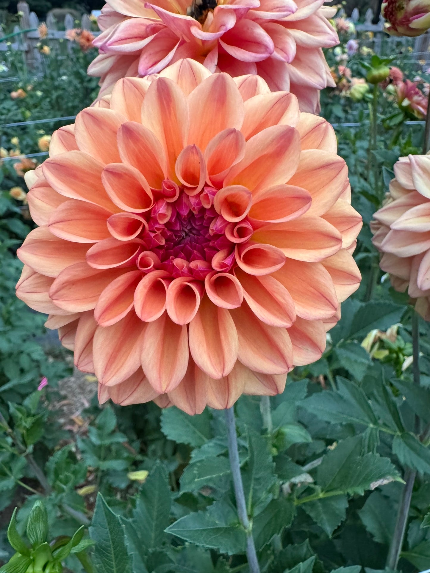 Ferncliff Copper