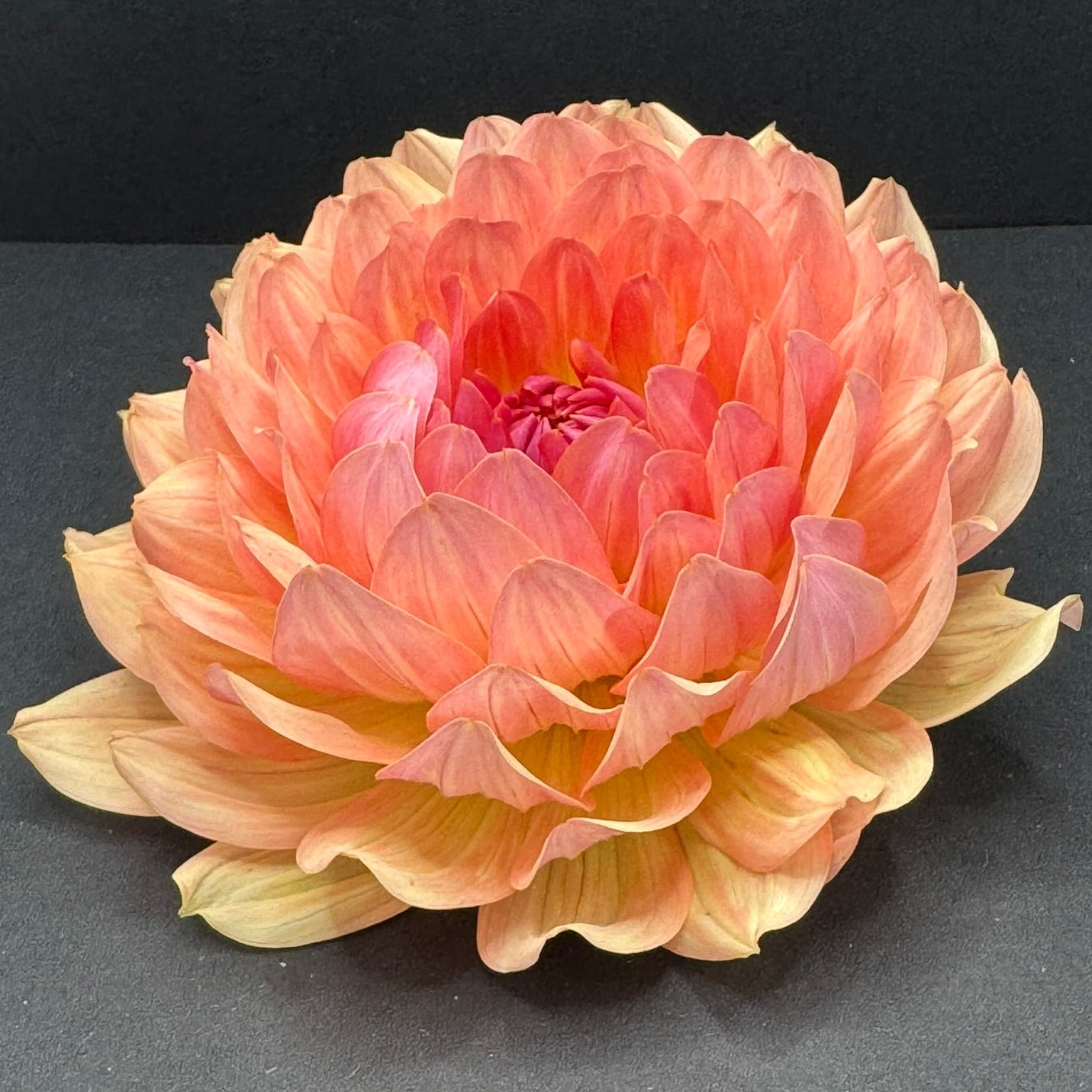 Waterlily