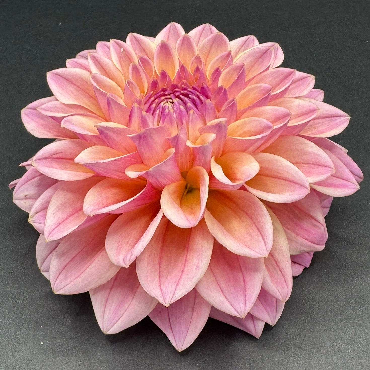 Formal Decorative