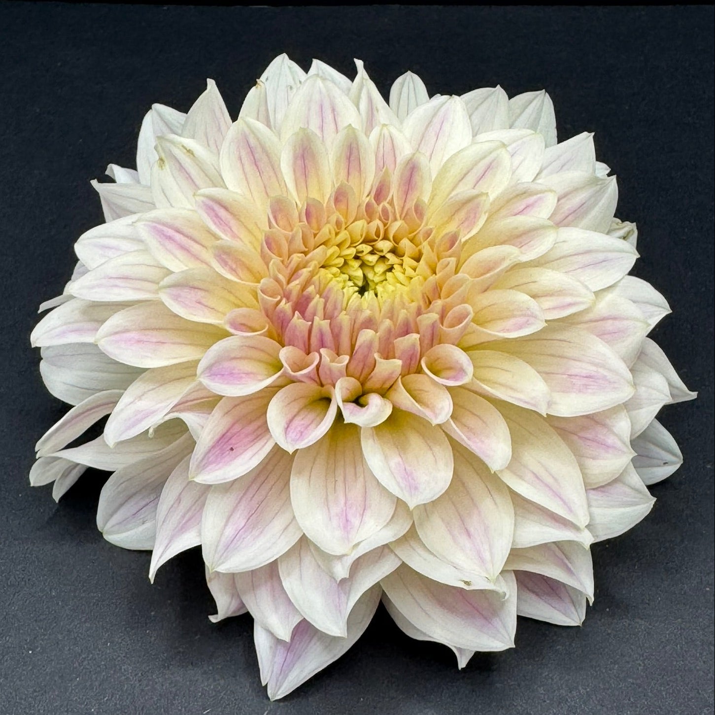 Informal Decorative