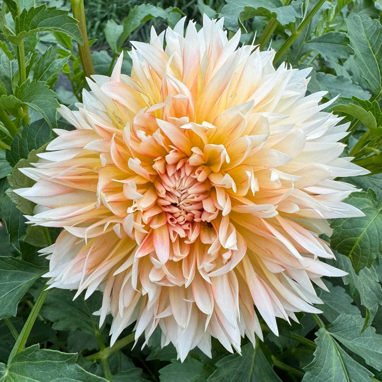 Tahoma Thimble - small tubers