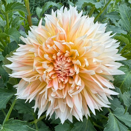 Tahoma Thimble - small tubers