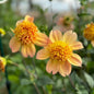 Sandia Brocade