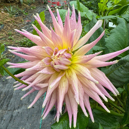 Wyn's Mauve Mist