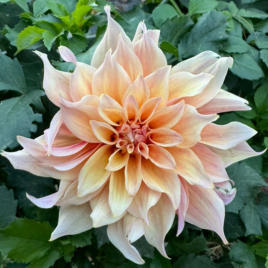 Labyrinth