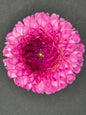 Chimacum Davi