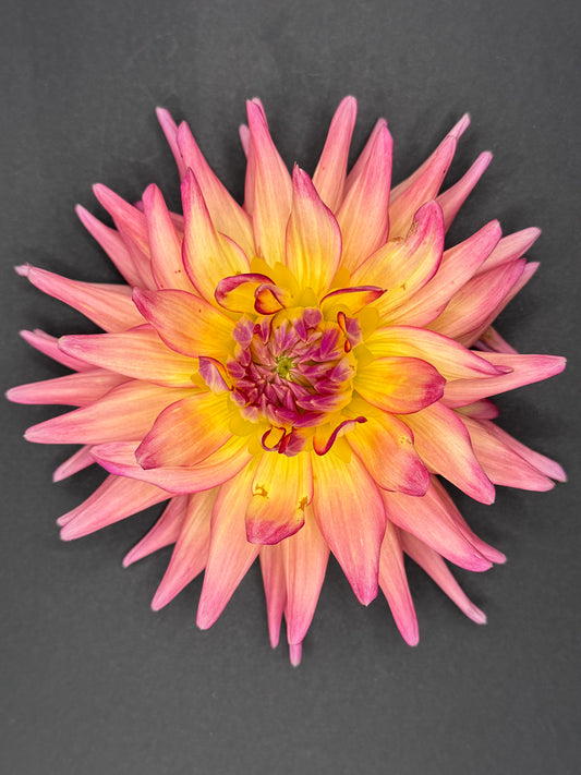 Clearview Lily