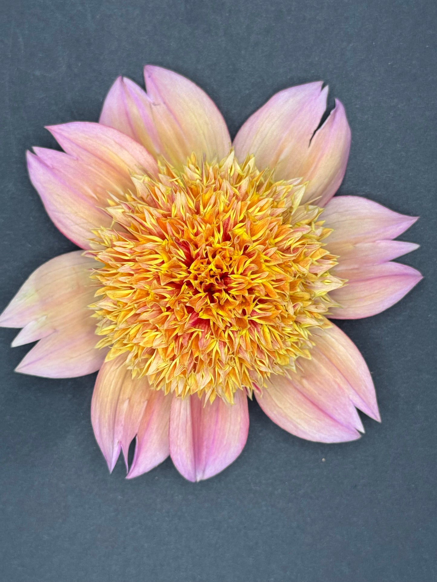 Sandia Brocade