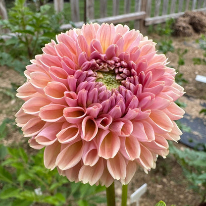 Valley Tawny