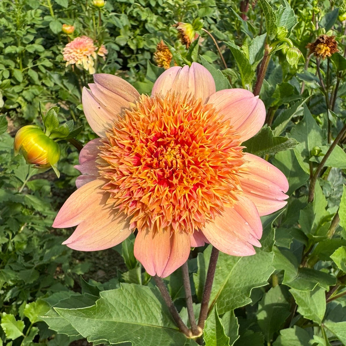 Sandia Brocade