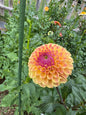 Blyton Softer Gleam