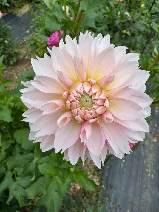Budapest Blush