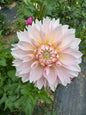 Budapest Blush