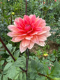 Yvonne