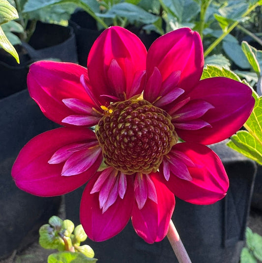 Birkenshaw Gardeners Friend