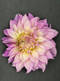 Clearview Lila