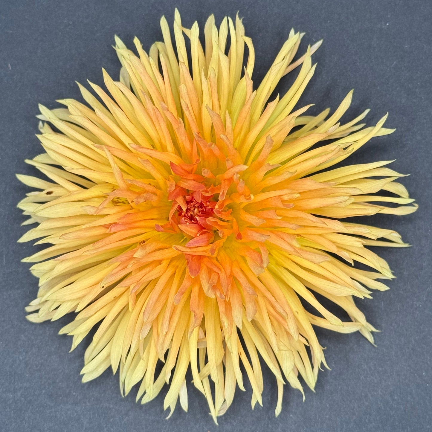 Kaiwera Gold