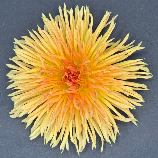 Kaiwera Gold
