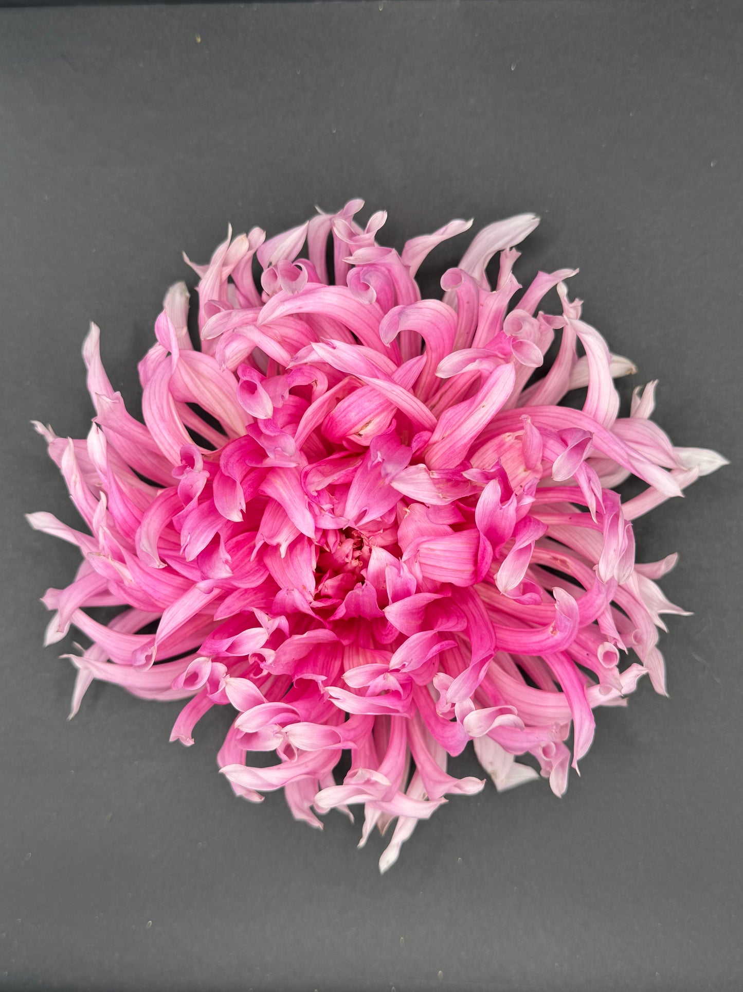 Hollyhill Cotton Candy