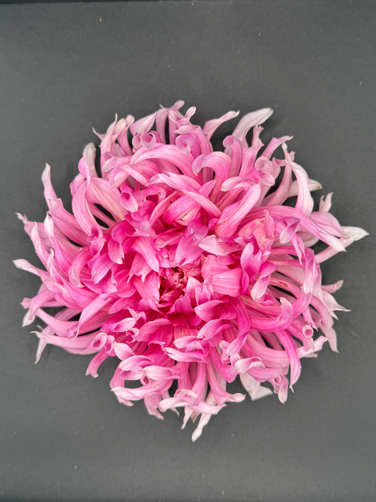 Hollyhill Cotton Candy