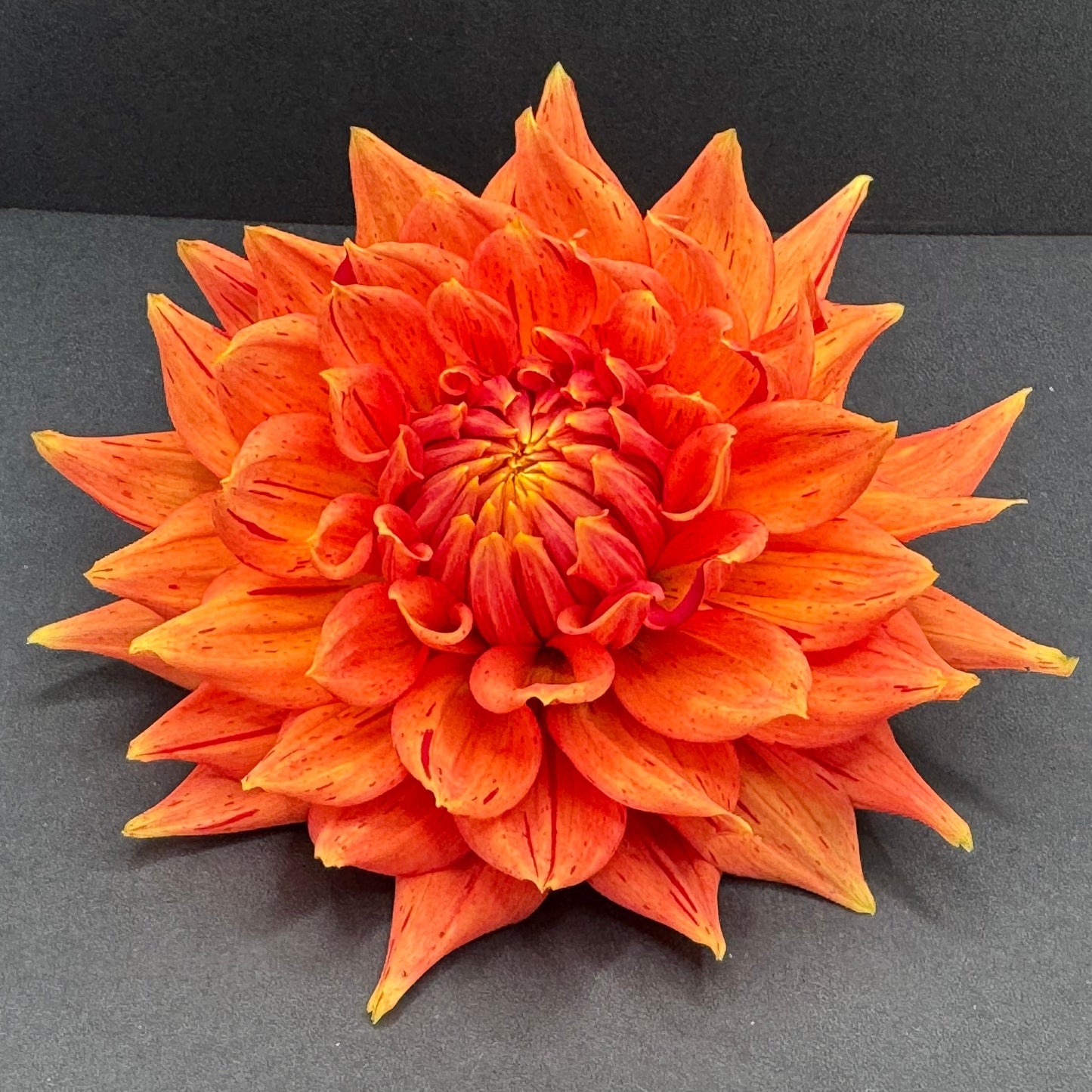 Sandia Tiger