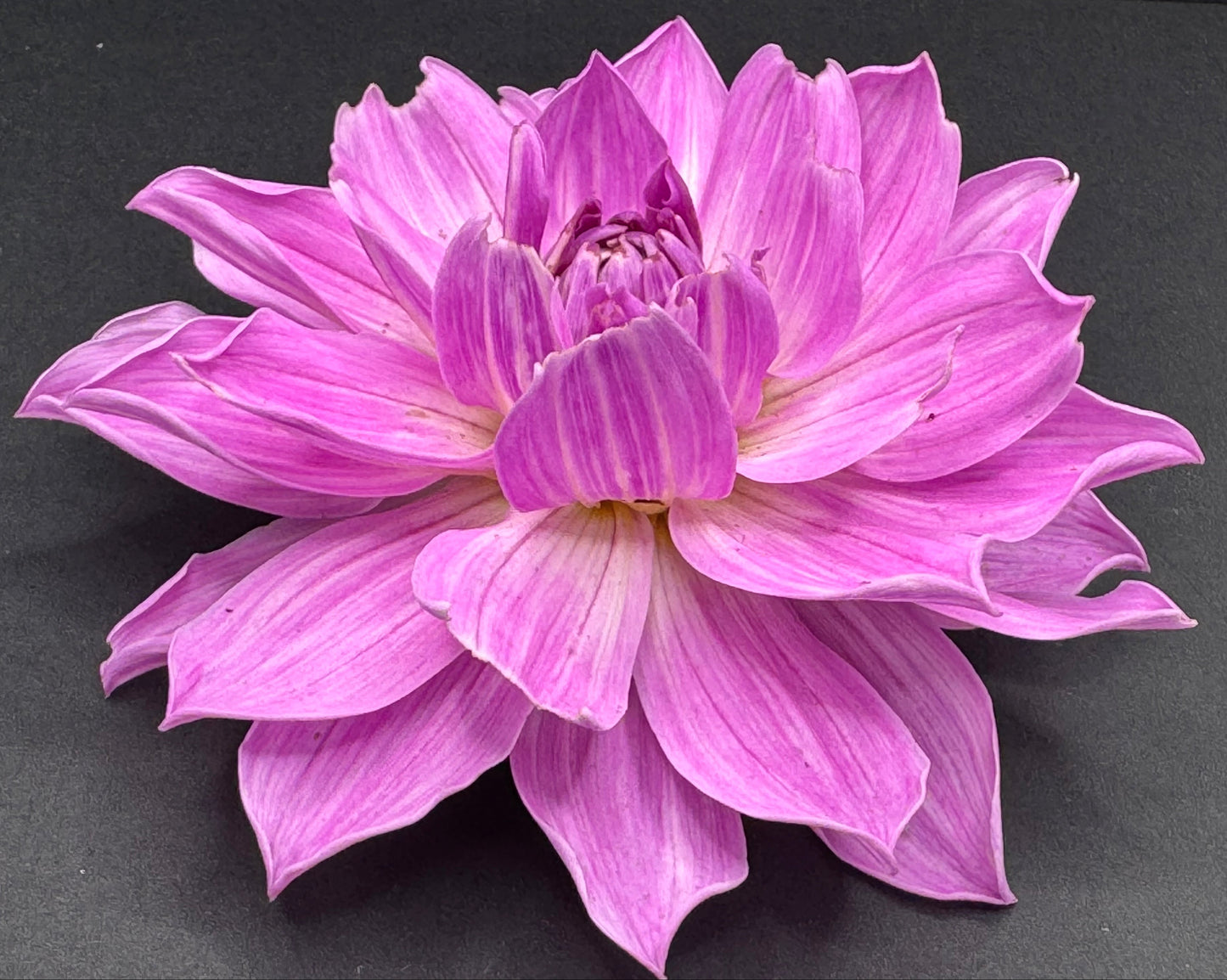 Sandia Shomei