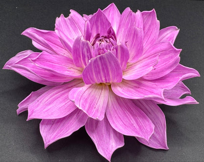 Sandia Shomei