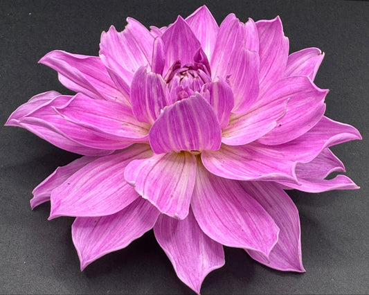 Sandia Shomei