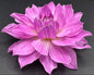 Sandia Shomei