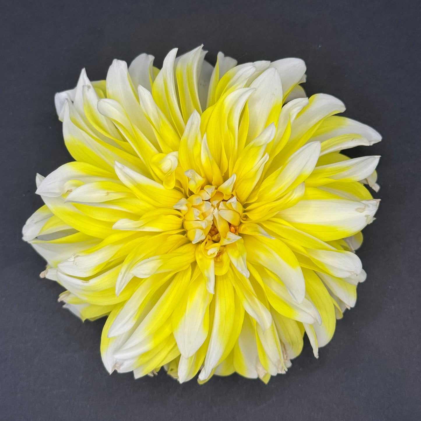 Hollyhill Lemon Ice