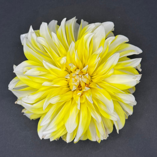 Hollyhill Lemon Ice