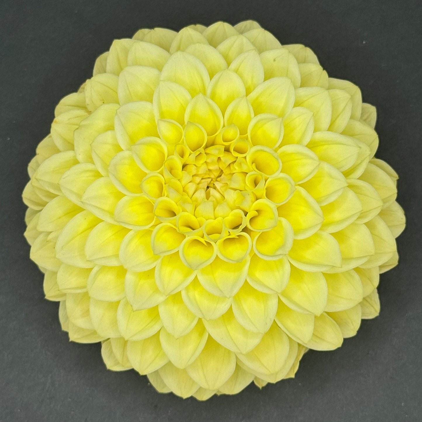 Winholme Diane
