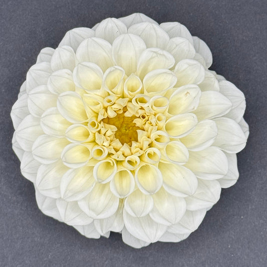 Caramel Antique