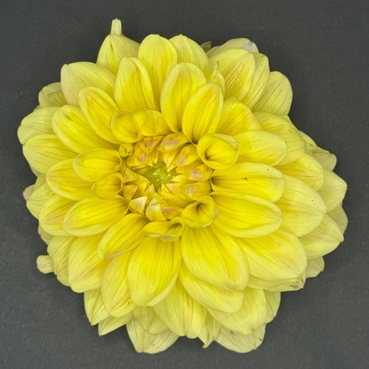 Wyn's New Pastel
