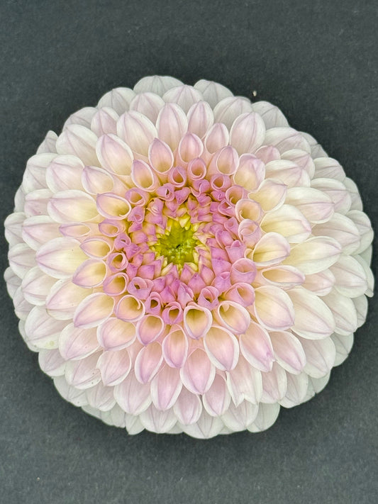 Pink Pearl
