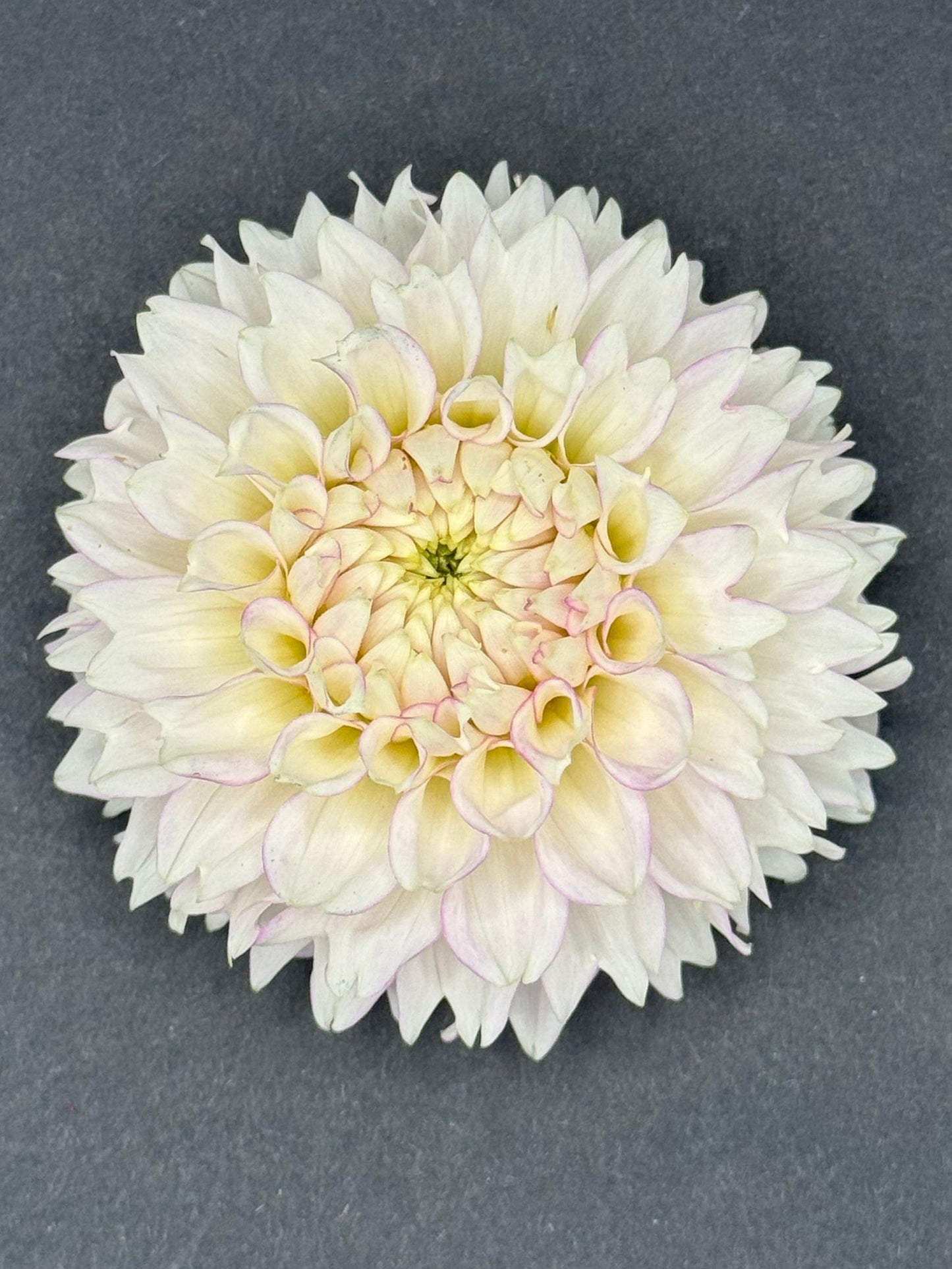 Maltby Pearl