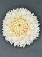 Maltby Pearl