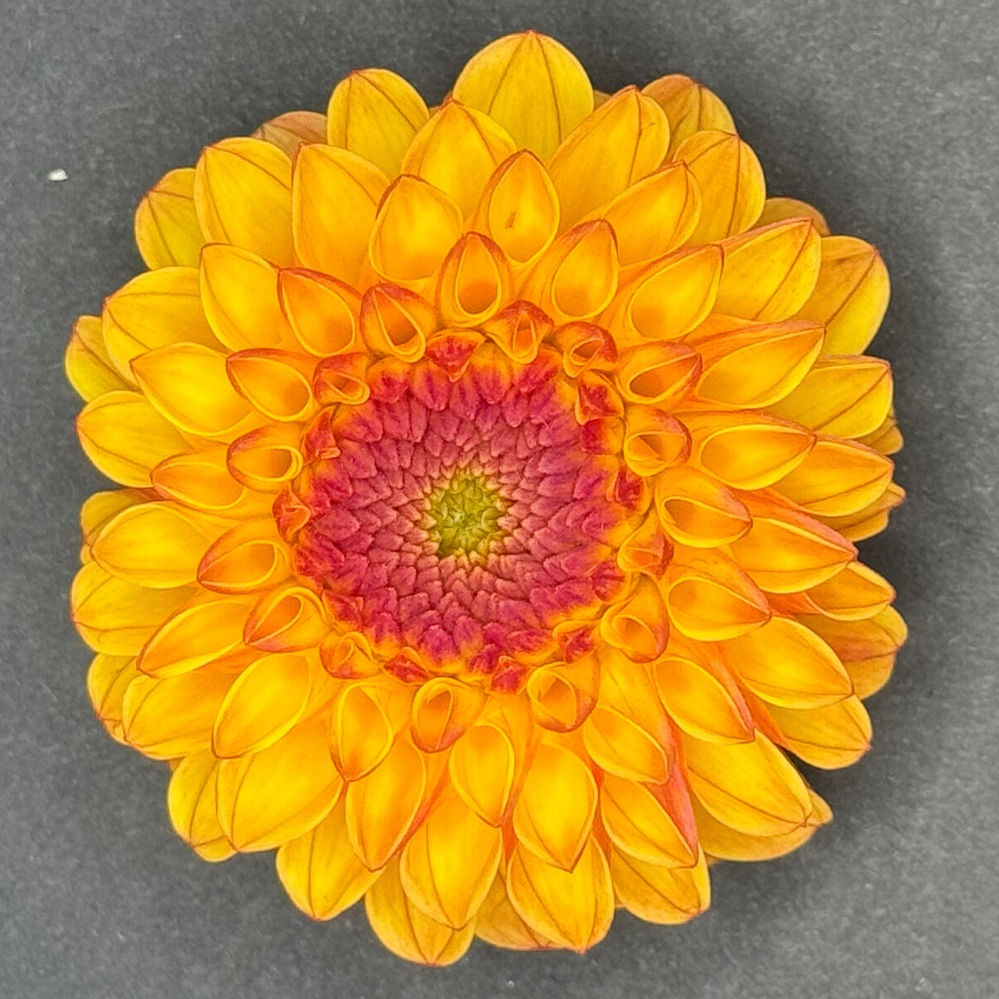 Clearview Butterscotch