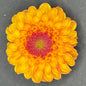 Clearview Butterscotch
