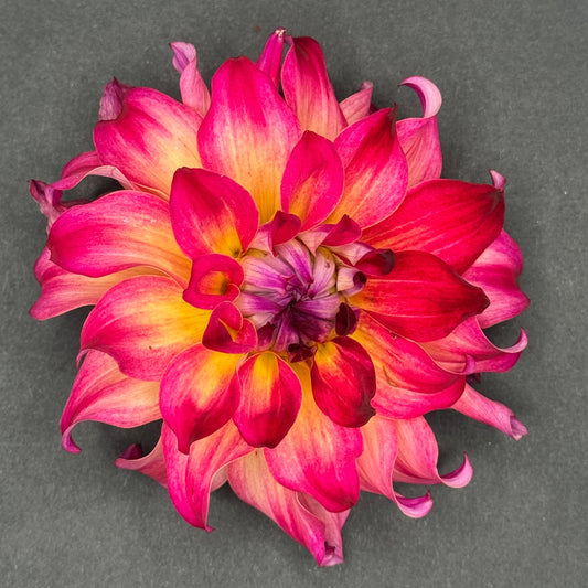 AC Rosebud