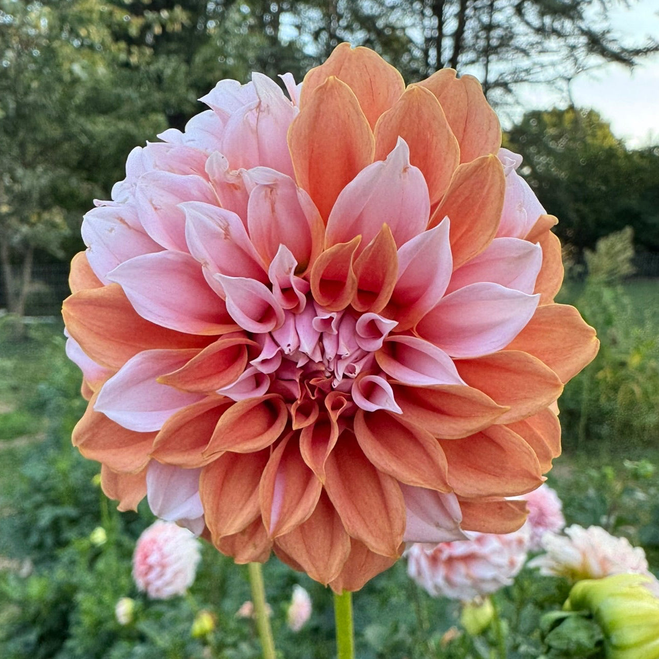 Peaches-N-Cream