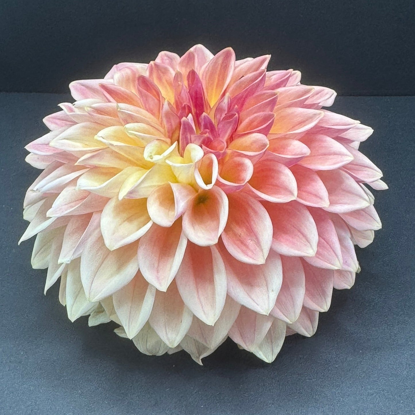 Bloomquist Blush