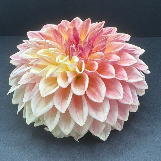 Bloomquist Blush