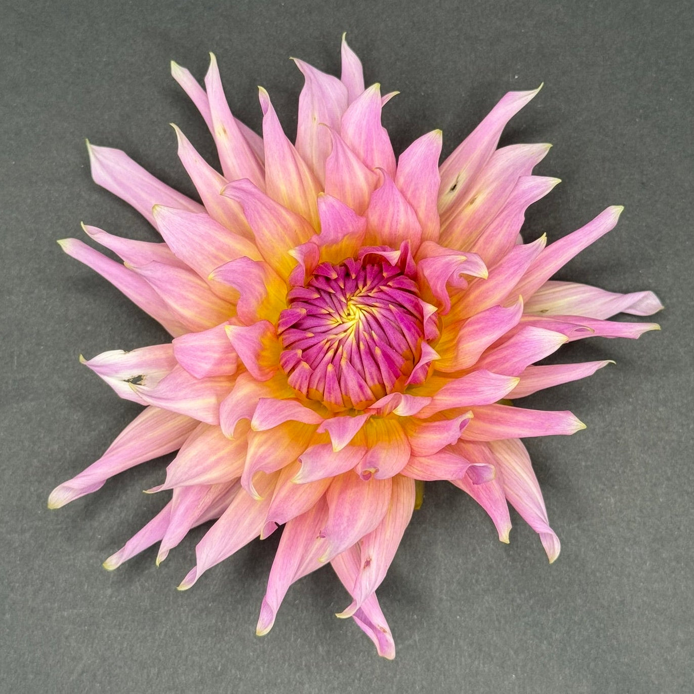 Wyn's Mauve Mist