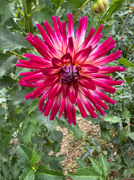 Hollyhill Starburst