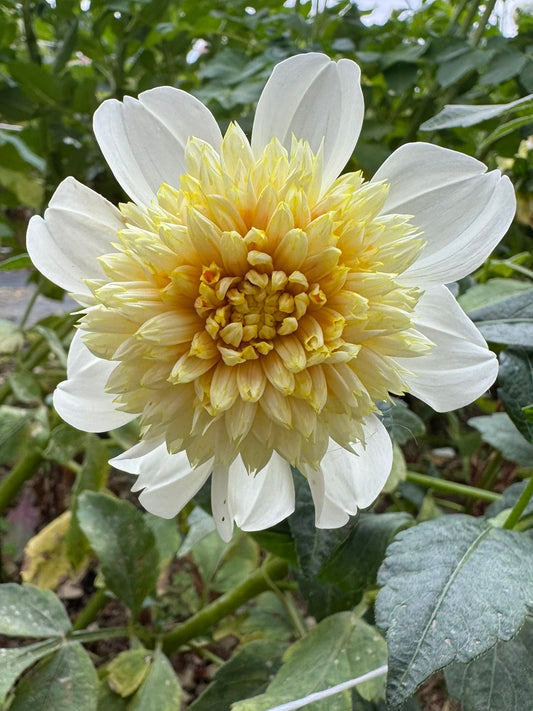 Platinum Blonde