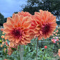 Ferncliff Copper
