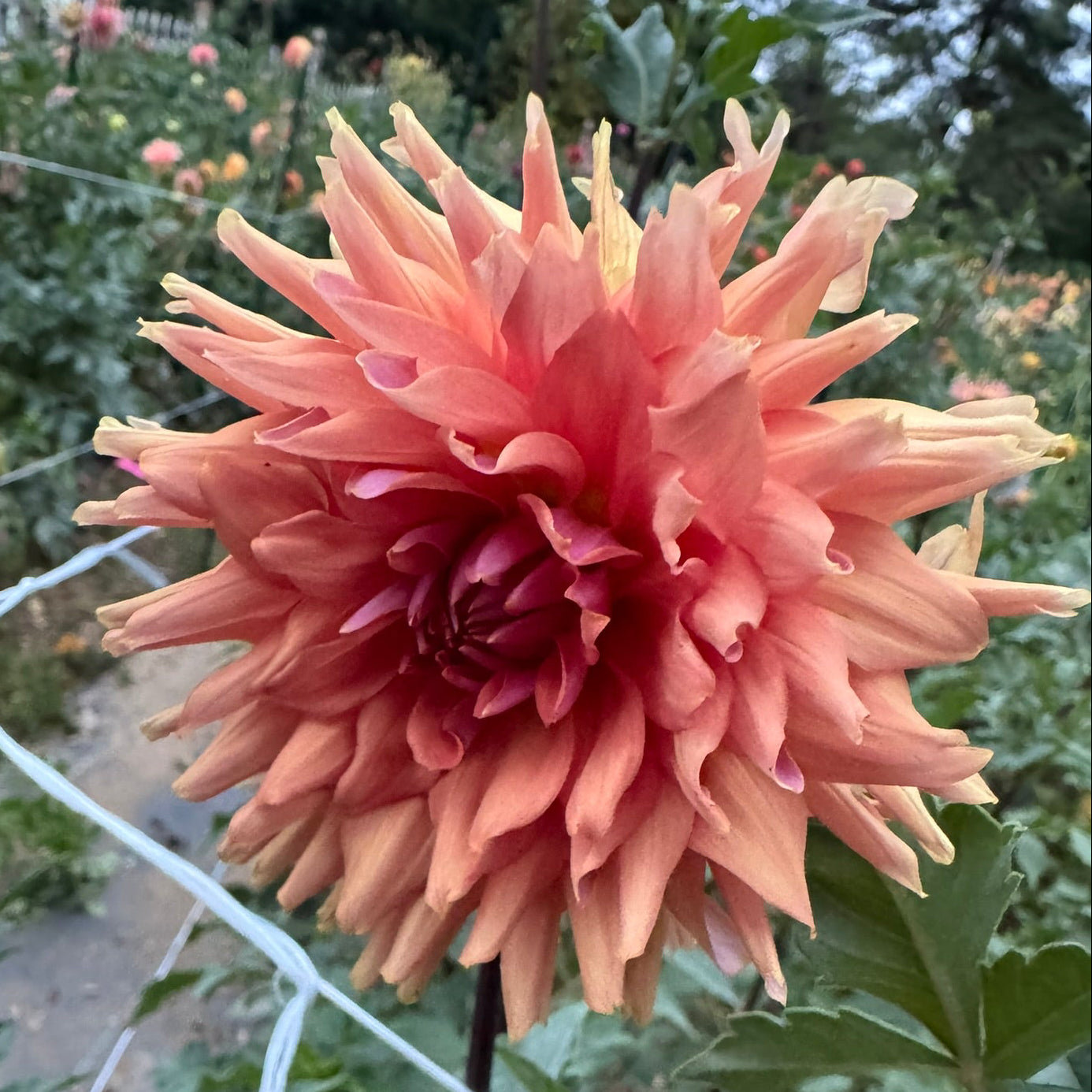 Terracotta